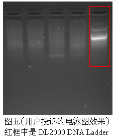 simgen-DL2000 Ladder-50×TAE緩沖液-溴化乙錠溶液(EB,10mg/ml) 核酸電泳-用戶投訴的電泳效果圖