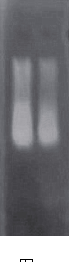 simgen-2×PCR Mix-植物/真菌DNA試劑盒-電泳結果圖