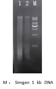 simgen-2×PCR Mix-植物/真菌DNA試劑盒-電泳結果圖