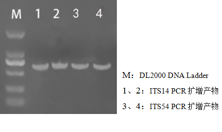 simgen-2×PCR Mix-植物/真菌DNA試劑盒-電泳結果