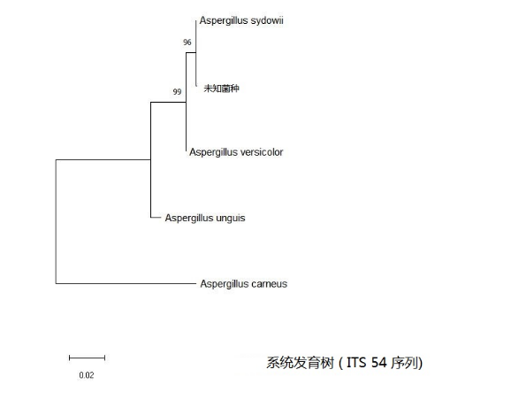 simgen-2×PCR Mix-植物/真菌DNA試劑盒-系統發育樹（ITS 54序列）