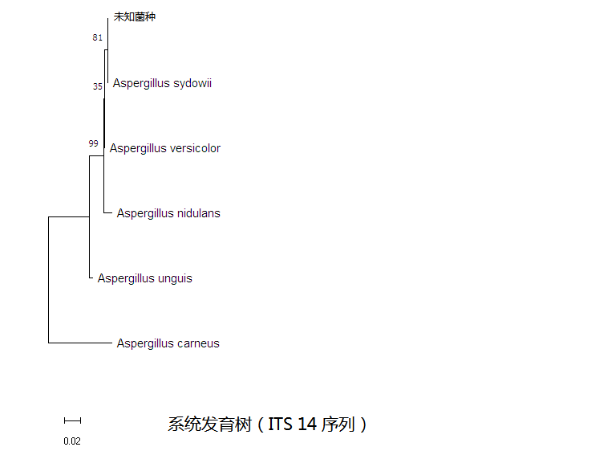 simgen-2×PCR Mix-植物/真菌DNA試劑盒-系統發育樹（ITS 14序列）