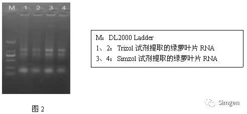 simgen-Simzol試劑-Trizol試劑-Buffer EX（可完美替換氯仿）-溶菌酶-Sim-100超微量分光光度計-電泳結果圖2