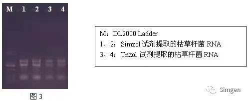 simgen-Simzol試劑-Trizol試劑-Buffer EX（可完美替換氯仿）-溶菌酶-Sim-100超微量分光光度計-電泳結果圖3