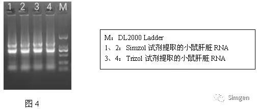 simgen-Simzol試劑-Trizol試劑-Buffer EX（可完美替換氯仿）-溶菌酶-Sim-100超微量分光光度計-電泳結果圖4