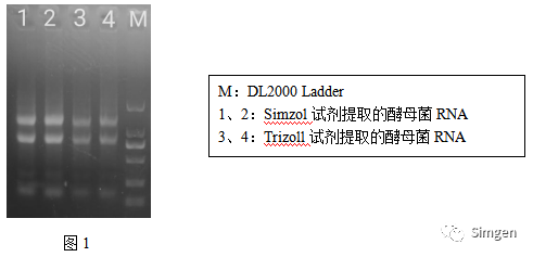 simgen-Simzol試劑-Trizol試劑-Buffer EX（可完美替換氯仿）-溶菌酶-Sim-100超微量分光光度計-電泳結果圖1