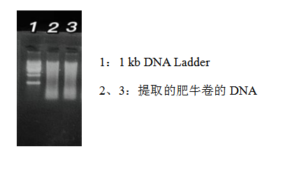 simgen-動(dòng)物組織DNA試劑盒-雞源性DNA熒光PCR檢測(cè)試劑盒-鴨源性DNA熒光PCR檢測(cè)試劑盒-豬源性DNA熒光PCR檢測(cè)試劑盒-Sim-100超微量分光光度計(jì)-電泳圖