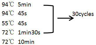 simgen-全血DNA小量試劑盒-反應條件