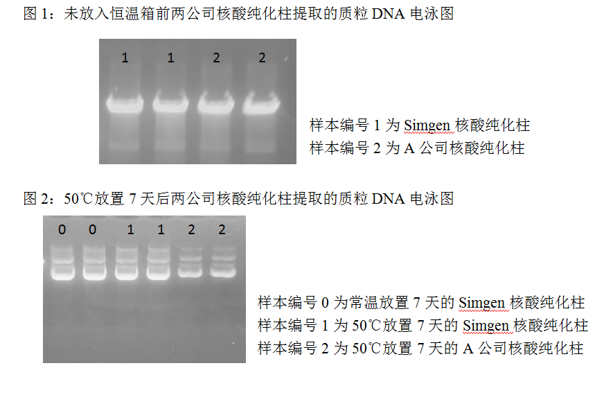  快速質(zhì)粒DNA小量試劑-Sim-100超微量分光光度計-質(zhì)粒純化柱 Ⅱ-電泳結(jié)果圖