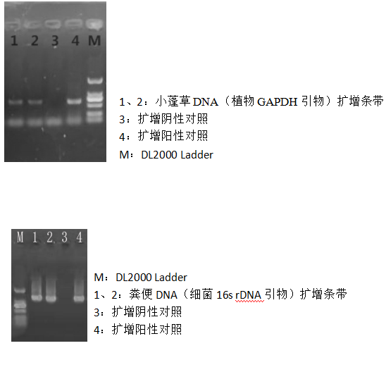 快速通用型基因組DNA提取試劑盒-2×PCR Mix-溶菌酶-電泳結果圖二