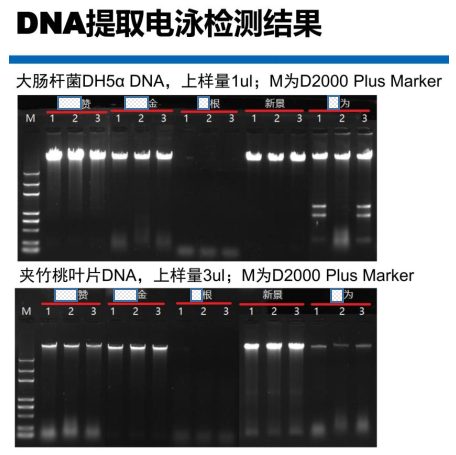 快速通用型基因組DNA提取試劑盒-DNA提取電泳檢測結果