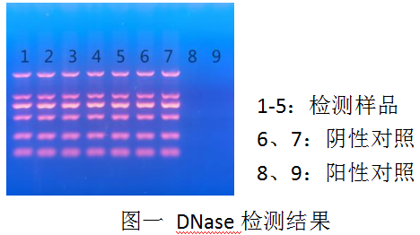 DL2000 Ladder-DNA純化試劑盒（PCR清潔試劑盒）-DNase Ⅰ-Carrier RNA-RNase A -DNase檢測電泳結果