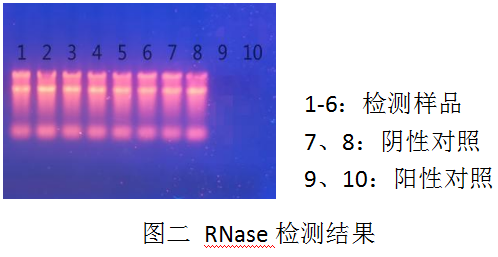 DL2000 Ladder-DNA純化試劑盒（PCR清潔試劑盒）-DNase Ⅰ-Carrier RNA-RNase A -RNase檢測電泳結果