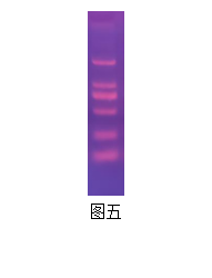 Simgen用泡染法進行Gelred染色結果圖